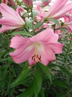 [4163 Tabledance Mak No02.JPG]